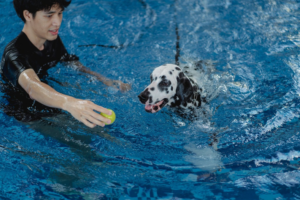 Water Work for Dogs - Where Treatment Ends and Exercise Begins