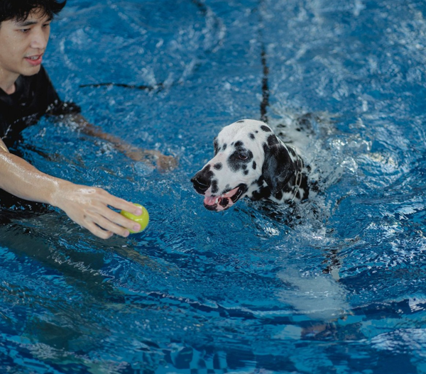 Water Work for Dogs - Where Treatment Ends and Exercise Begins